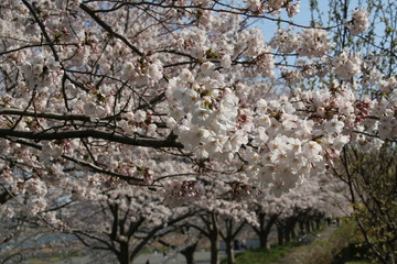 桜_相模川