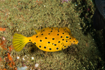 Yellow boxfish juvenile in Ambon, Maluku, Indonesia underwater