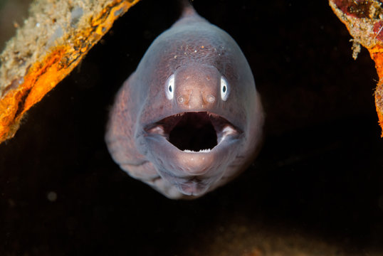 White-eyed moray eel in Ambon, Maluku, Indonesia underwater