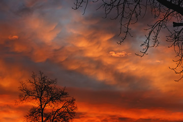 Silhouette of a tree against a background of crimson autumn dawn
