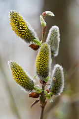 Willow catkins