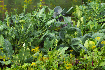 vegetables on the white background