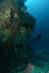 Diver, sponge, coral reef in Ambon, Maluku underwater