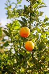 Two ripe mandarines on a tree
