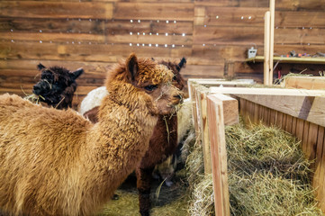 Brown alpaca in a stable