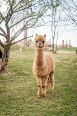 Single alpaca standing in the meadow