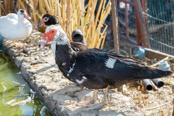 Black decorative duck with white head and red face