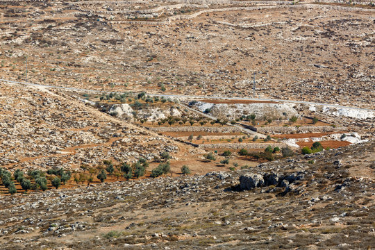 Cultivated palestinian field and olives tree in a mountain