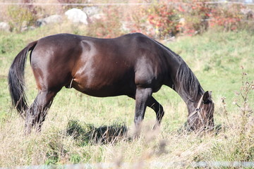 Horse in Field Grazing
