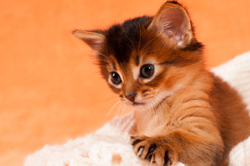 Cute kitten with paw