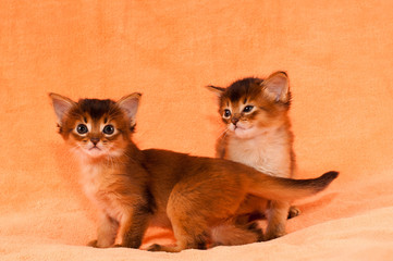 Cute somali kittens