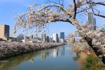 Fotobehang Cherry blossoms at the Sotobori Park in Tokyo © Scirocco340