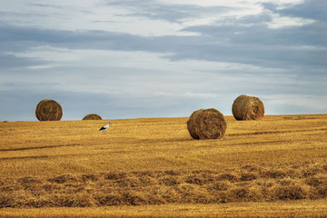 Krajobraz wiejski, po żniwach © janmiko