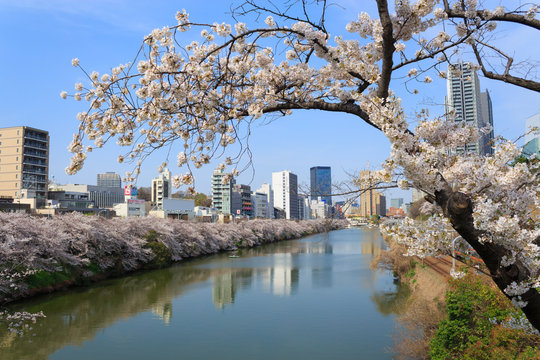 Cherry blossoms at the Sotobori Park in Tokyo
