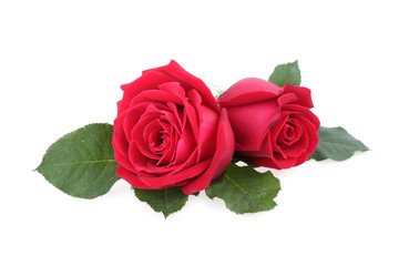 red rose isolated on white background