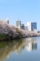 Cherry blossoms at the Sotobori Park in Tokyo