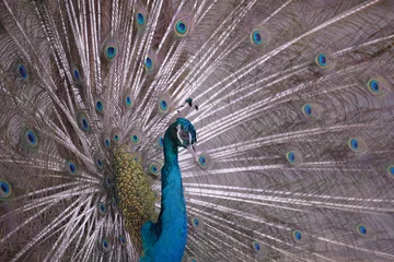 Fotobehang Indian Blue Peafow © volga1971
