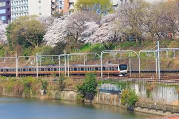 Obraz premium Cherry blossoms at the Sotobori Park in Tokyo