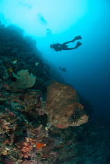 Diver, sponge in Ambon, Maluku, Indonesia underwater