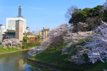Foto op Plexiglas Cherry blossoms at the Kitanomaru Park in Tokyo © Scirocco340