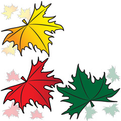 Maple leaves on a white background