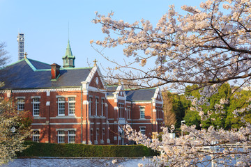 Fototapeta premium Cherry blossoms at Chdori-ga-fuchi in Tokyo