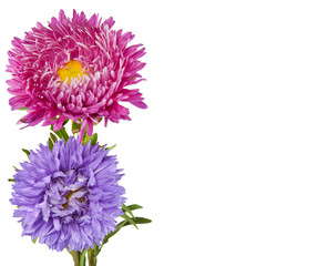 greeting card with colorful asters