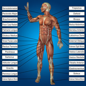 3D human male anatomy with muscles and text