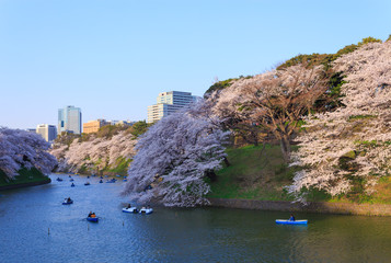 Cherry blossoms at Chdori-ga-fuchi in Tokyo