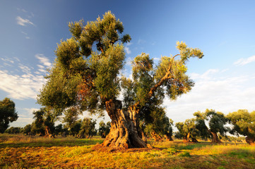 Puglia Olivo ulivo millenario
