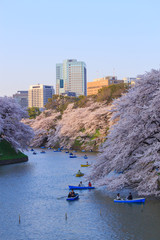 Cherry blossoms at Chdori-ga-fuchi in Tokyo