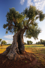 Puglia Olivo ulivo millenario