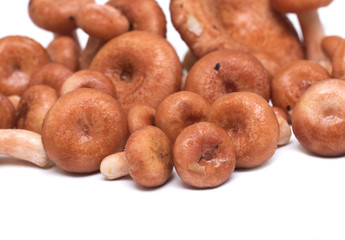 Mushrooms on a white background. Background. Photo.