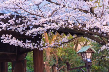 Naklejka premium Cherry blossoms in the twilight at the Yasukuni Shrine in Tokyo