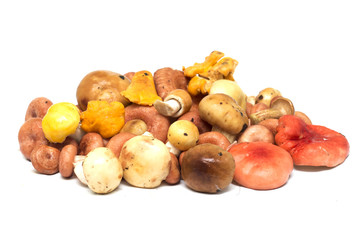 Mushrooms on a white background. Background. Photo.