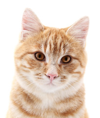 red cat portrait on white background