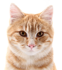 Obraz premium red cat portrait on white background