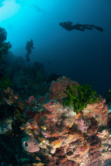 Naklejka na ściany i meble Diver, sponges, black sun coral in Ambon, Maluku underwater