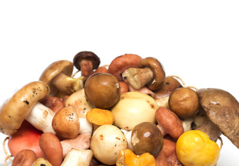 Mushrooms on a white background. Background. Photo.