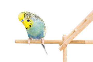 Picture of a cute Budgie on a climbing frame