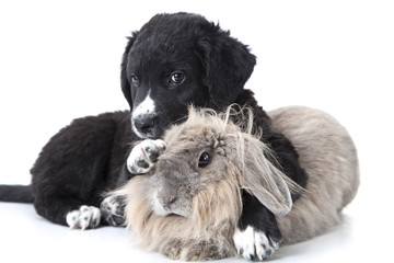 puppy interacting with a rabbit over white