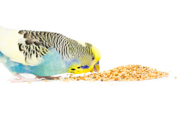 Picture of a budgie eating mixed seed