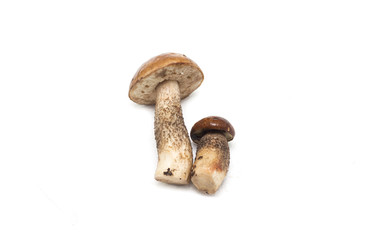 Mushrooms on a white background. Background. Photo.