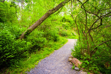 Trail through the forest at Wildwood Park, Harrisburg, Pennsylva