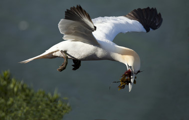 flying gannet
