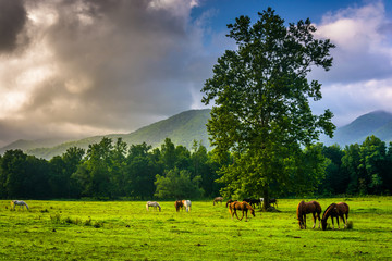 Tree and horses in a field, at Cade's Cove, Great Smoky Mountain