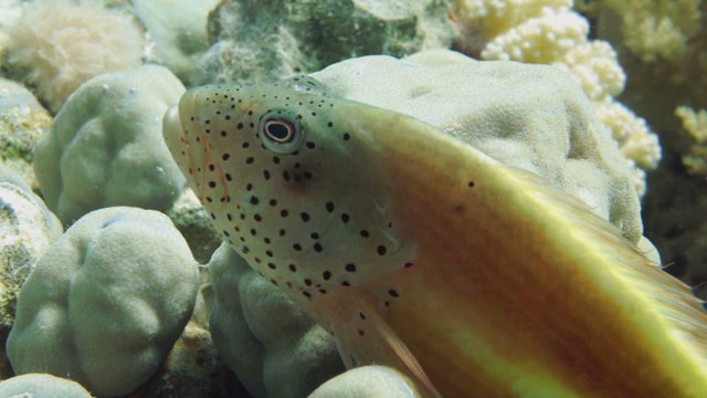 A Freckled or Spotted Hawkfish in the Red Sea