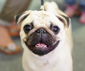 Pug