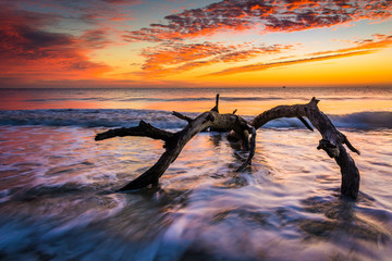 Tree and waves in the Atlantic Ocean at sunrise at Driftwood Bea