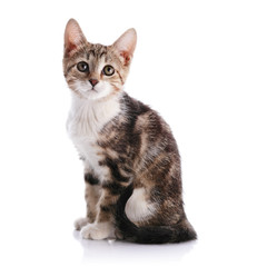 Striped with white a kitten.